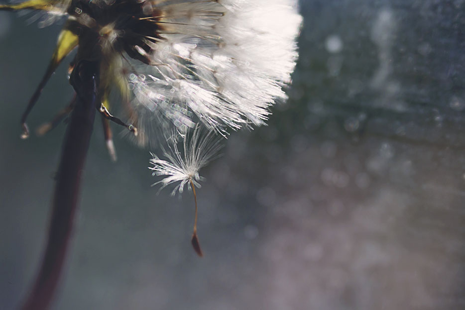 Lensbaby Velvet 56 mm makro skala 1:2