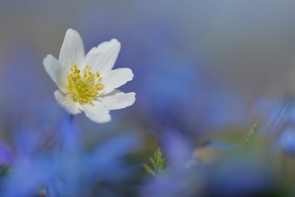 Tamron SP 90 mm f/2,8 Di VC USD Macro Vitsippa