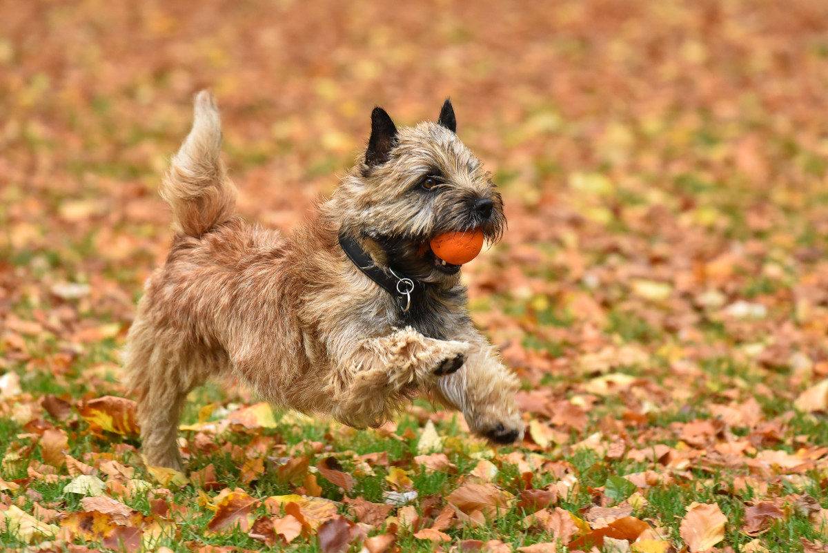 Nikon D750 serietagning systemkamera test foto Objektivtest.se Christian Nilsson