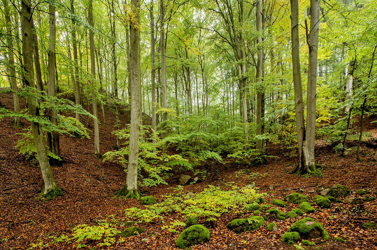 Claes Grundsten höst naturfoto workshop Skäralid Skåne