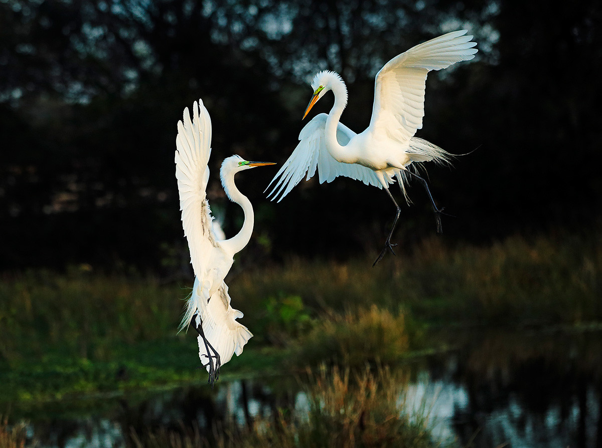 Brutus Östling fågelfotograf Ägretthägrar Florida