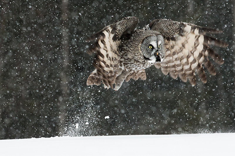 Lappuggla foto Brutus Ostling