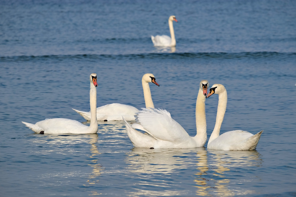 Fujifilm X-T1 test svanar Fujinon 55-200 mm foto Christian Nilsson Objektivtest-se