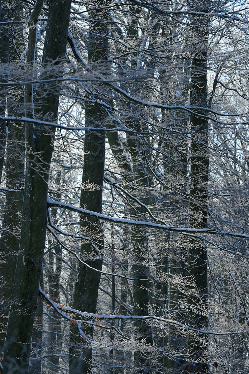 Vinter Skäralid Christian Nilsson naturfotoblogg Objektivtest.se