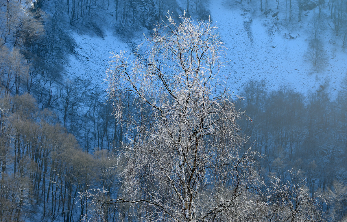 Naturfotografering vinter vid Skäralid björk med rimfrost foto Christian Nilsson Objektivtest.se