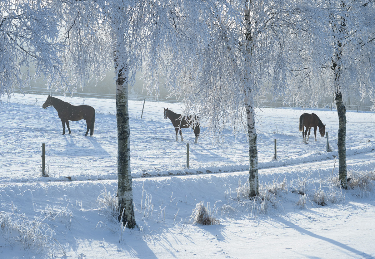 Hästar och träd täckta med rimfrost januari 2016 foto Christian Nilsson Objektivtest.se