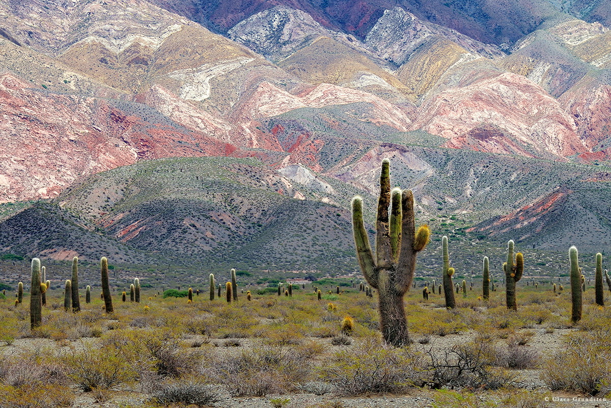 I nationalparken Los Cardones skyddas den högväxta kaktusen som kallas Argentina saguaro foto Claes Grundsten blogg på Objektivtest.se