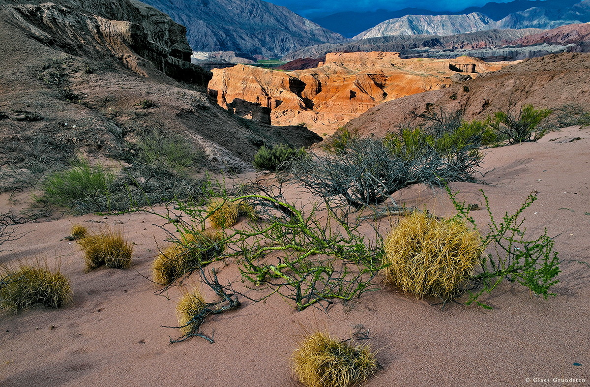 Mellan klipporna i Quebrada de las Conchas finns mycket sand där kämpande vegetation slagit rot. Foto Claes Grundsten naturfotograf