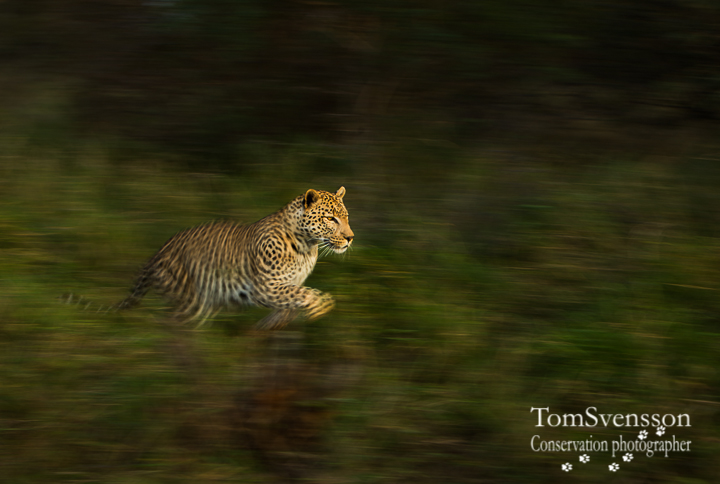 Tom Svensson bevarandefotograf leopard