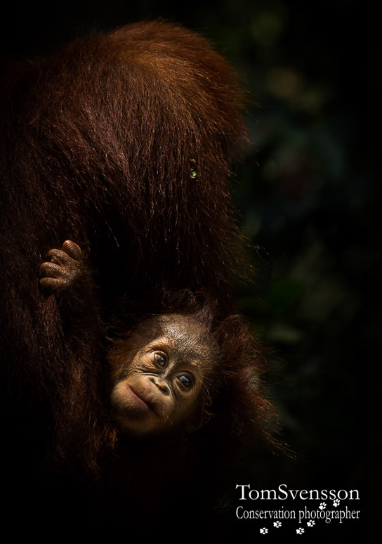 Tom Svensson orangutang