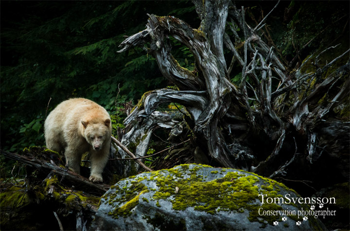 Tom Svensson white bear Alaska