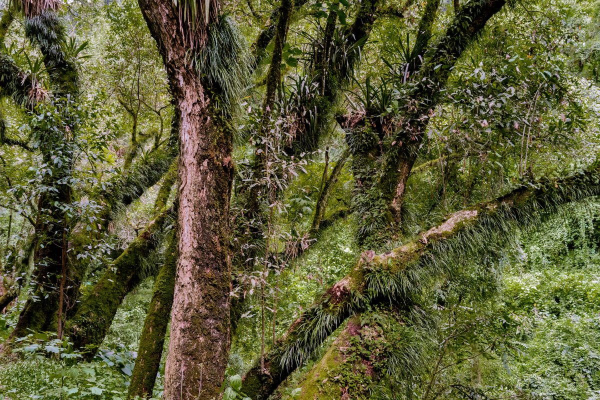 Yungas regnskog Anderna foto Claes Grundsten