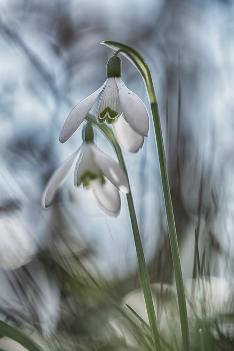 fototips skir bakgrund makrofoto objektiv Sigma 150 mm f/2,8 EX DG HSM Macro foto Inge Johnsson