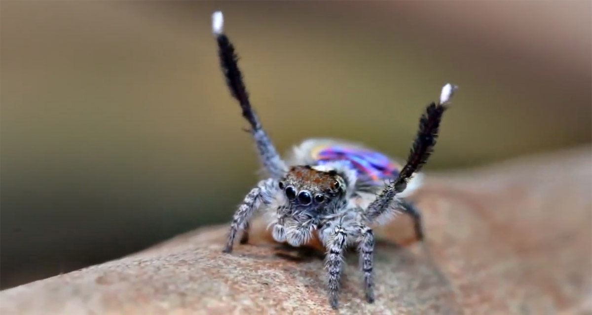 makrofotografering den coolaste spindeln australisk påfågelspindel