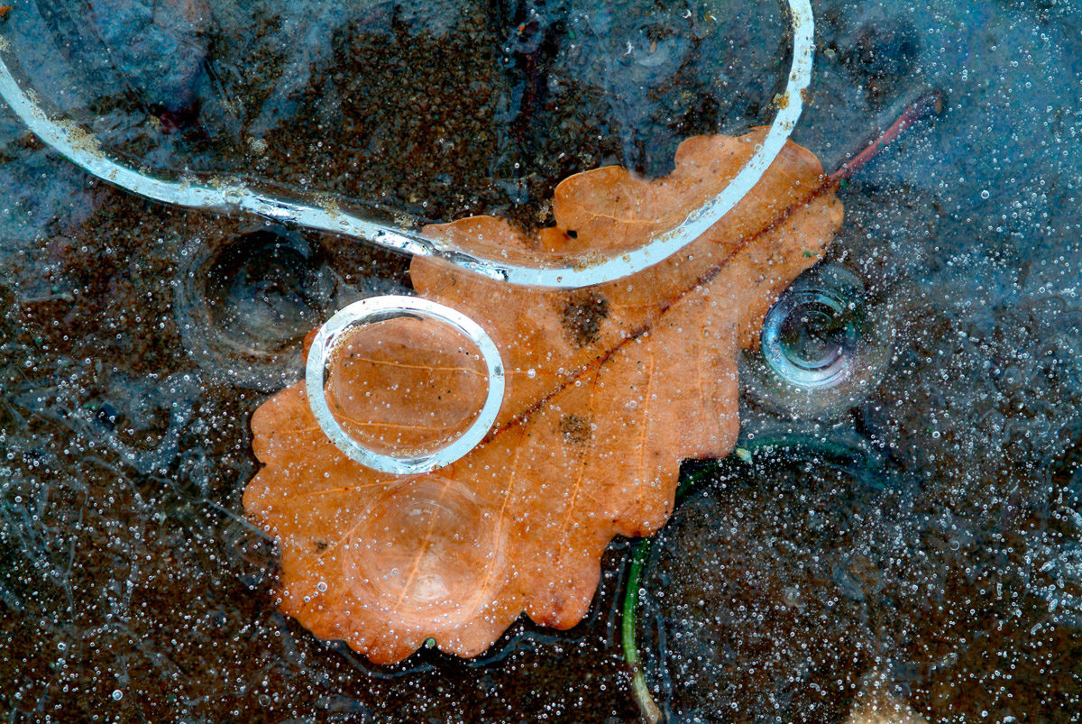 Autum leaf fototips Inge Jonsson