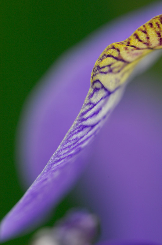 Strandiris naturfoto Inge Johnsson