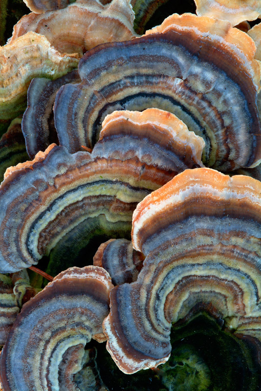 Svampar fototips naturbilder foto Inge Johnsson