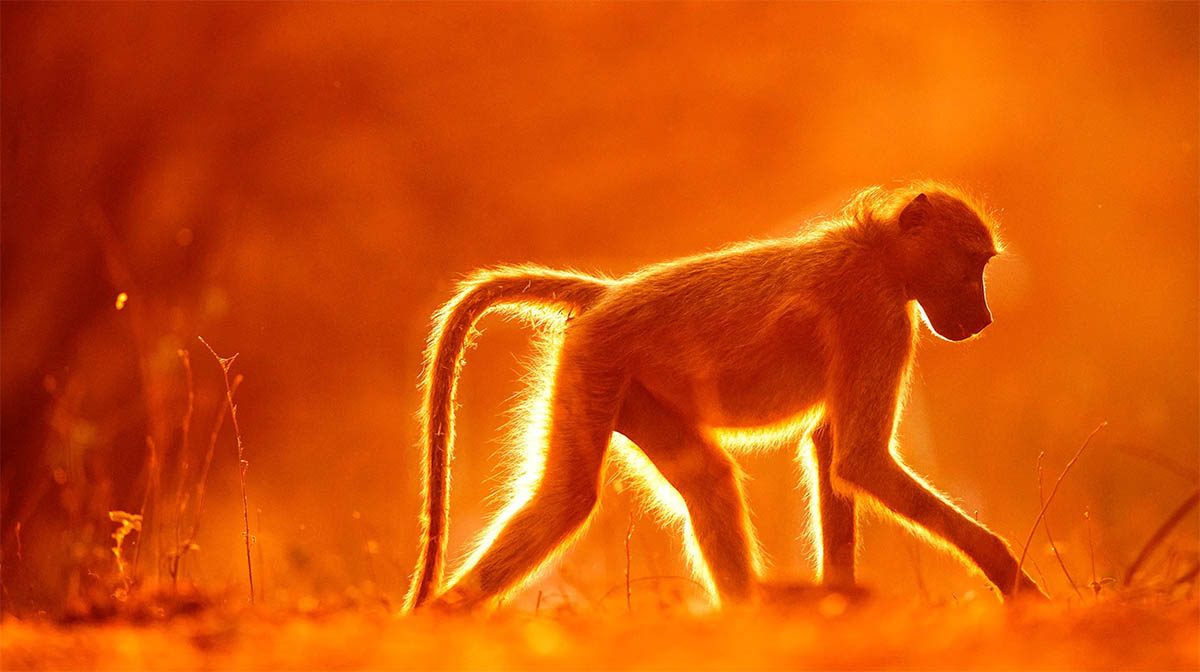 Under Afrikas himlar signerad fotobok av naturfotografen Brutus Östling 