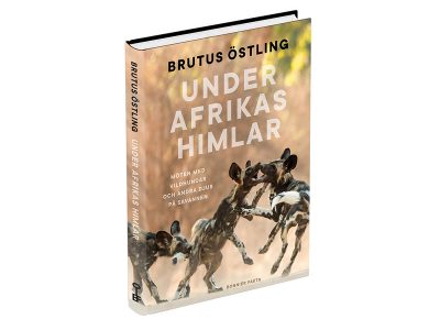 Under Afrikas himlar av Brutus Östling