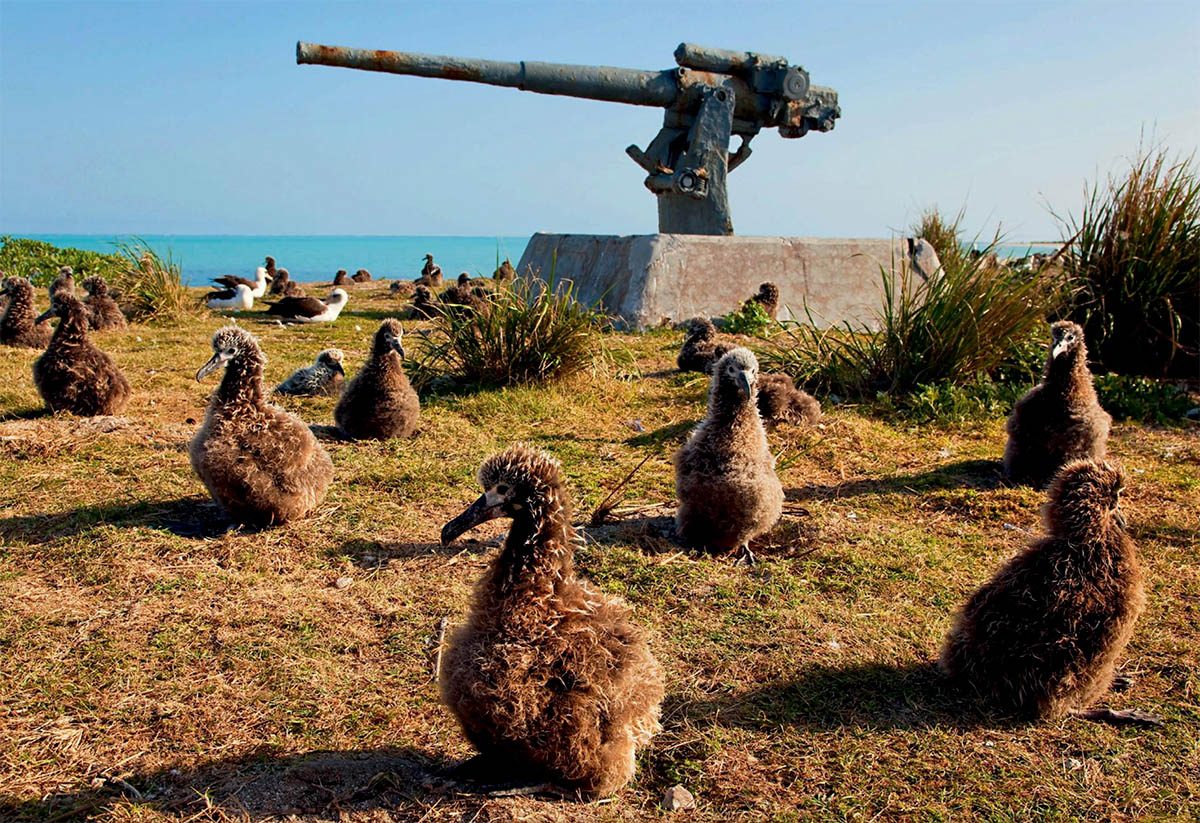 Under asfalten vilar en strand Midways albatrosser signerad fotobok av Brutus Östling