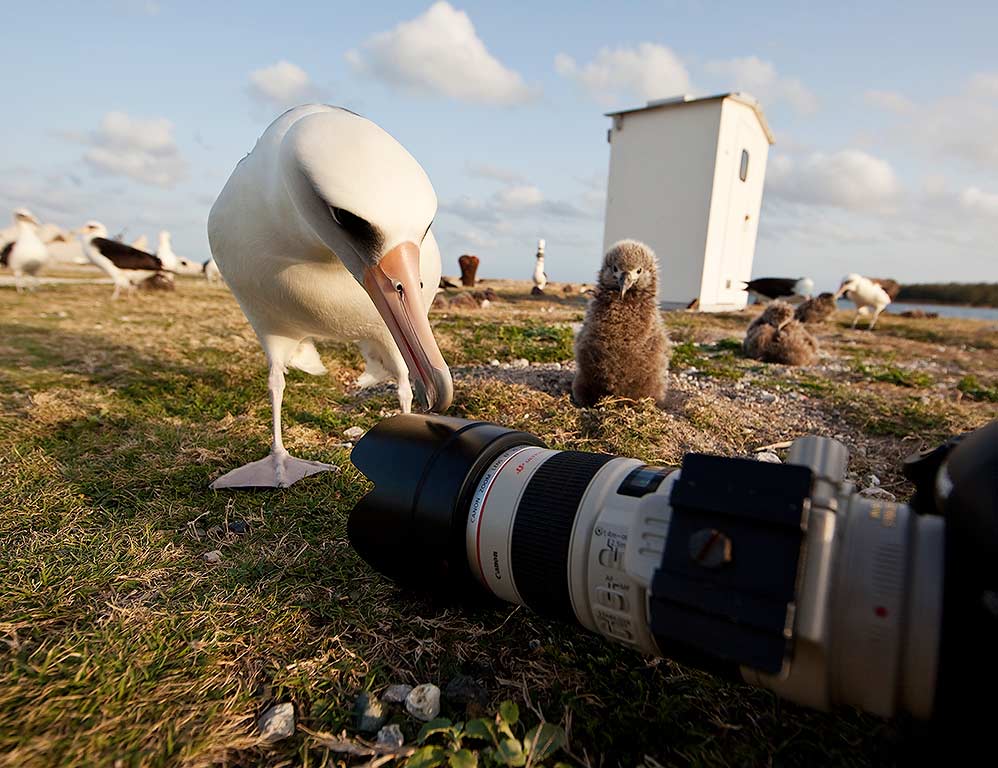 Under asfalten vilar en strand Midways albatrosser signerad bok av naturfotografen Brutus Östling